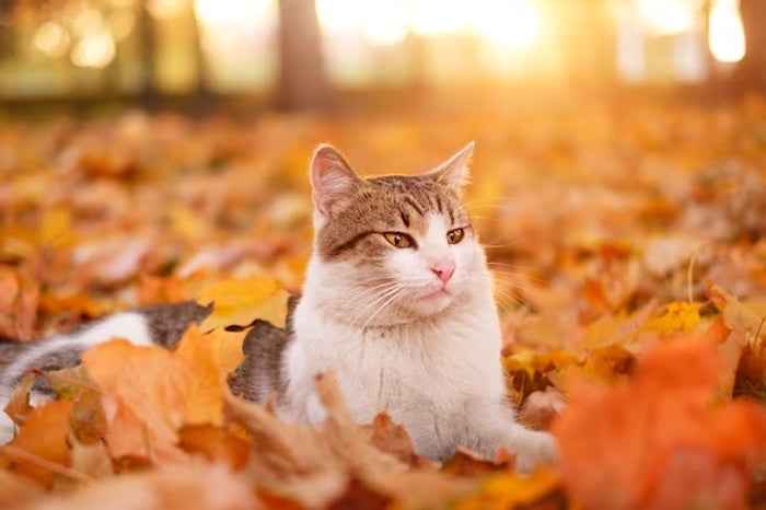 Prepáralo para el otoño