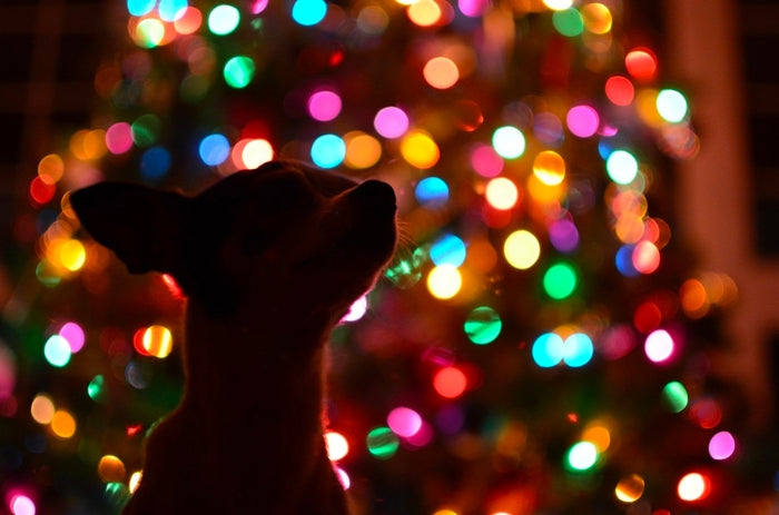 Consejos para Navidad