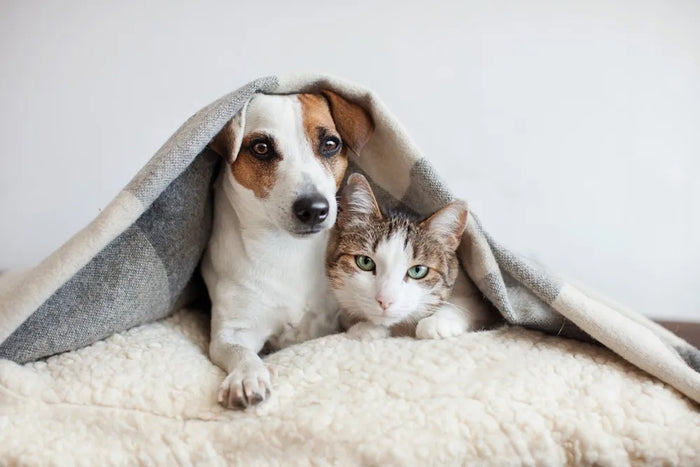 Chips para animales