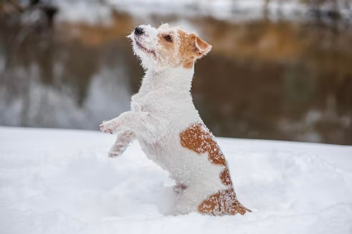 Protégelo en invierno