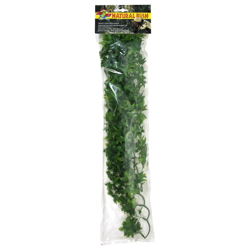 congo ivy