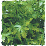 Zoomed Cannabis