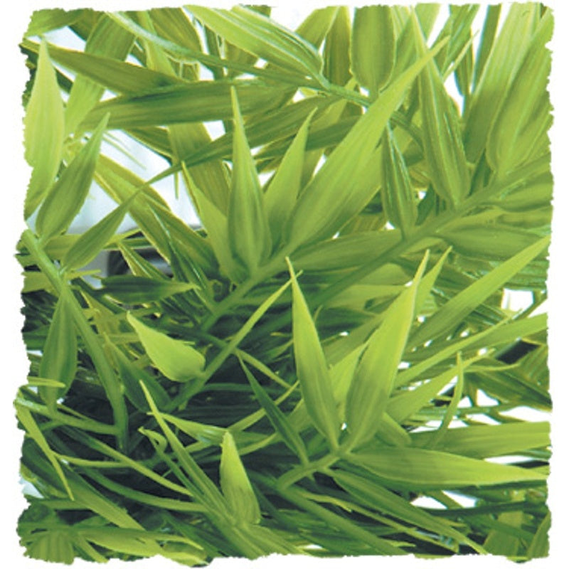 madagascar bamboo