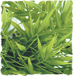 madagascar bamboo