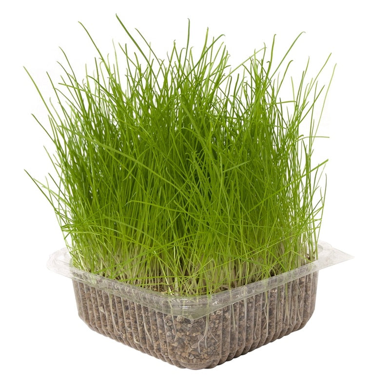 Herba gatera