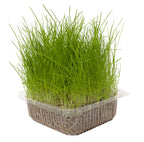 Herba gatera