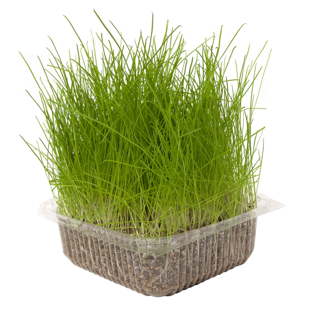 Herba gatera