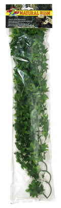 congo ivy S 40cm