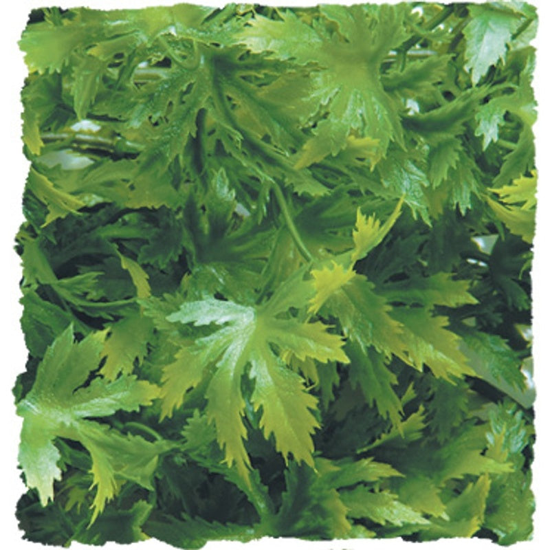 cannabis S 40cm