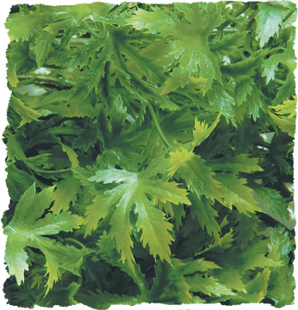 cannabis S 40cm