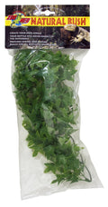 congo ivy L 80cm