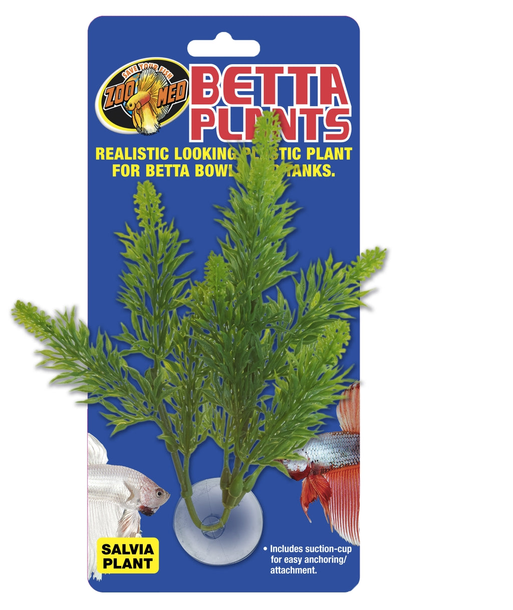 planta betta salvia Imatge principal del producte