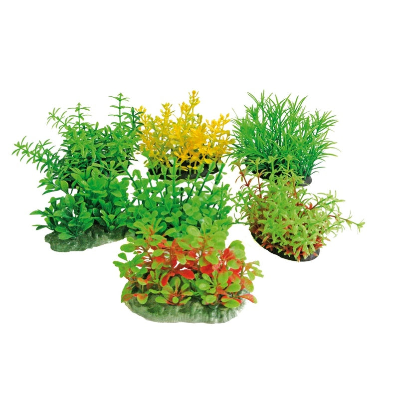 planta tropical  8 cm Imatge principal del producte
