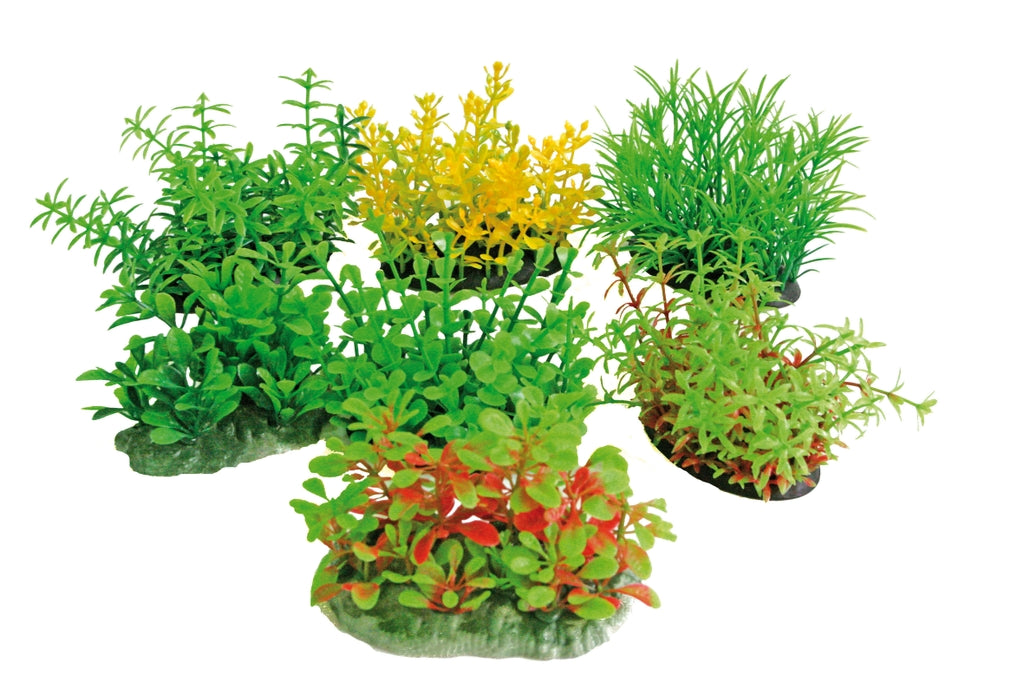 planta tropical  8 cm