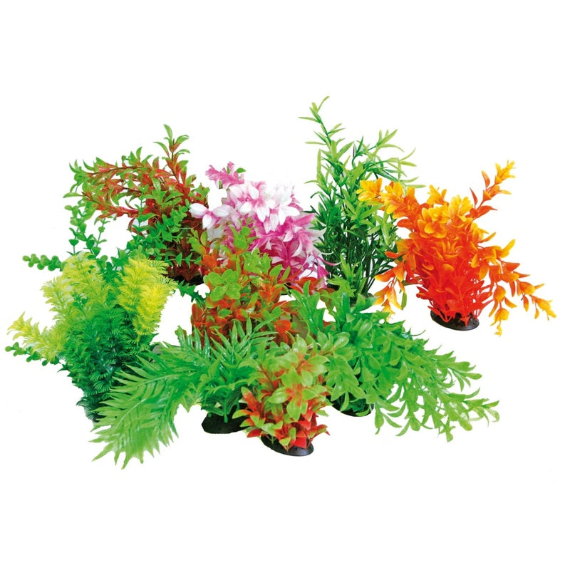 planta tropical 22-25 cm Imatge principal del producte