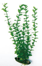 de plástico rotala grande