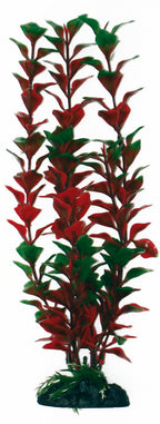 de plástico ludwigia
