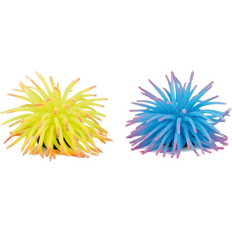 anemonas assortides M Imatge principal del producte