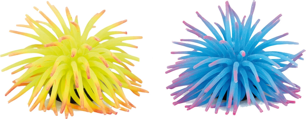 anemonas surtidas M
