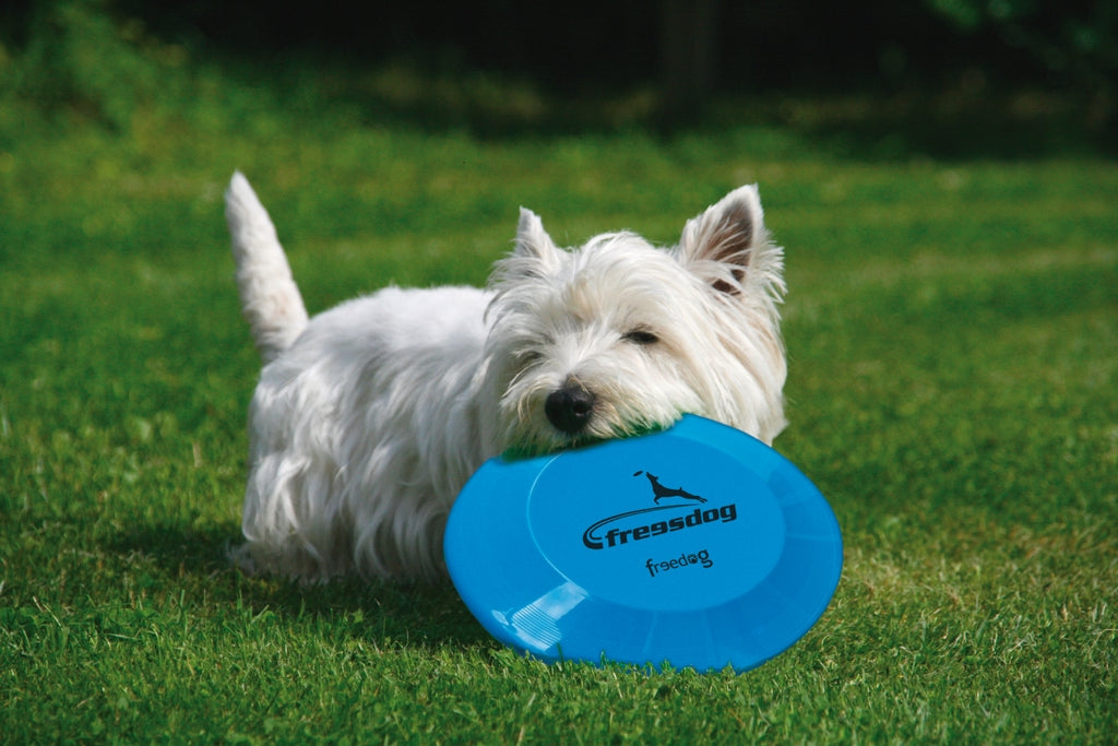 frisbee plástico 20cm Imagen principal del producto