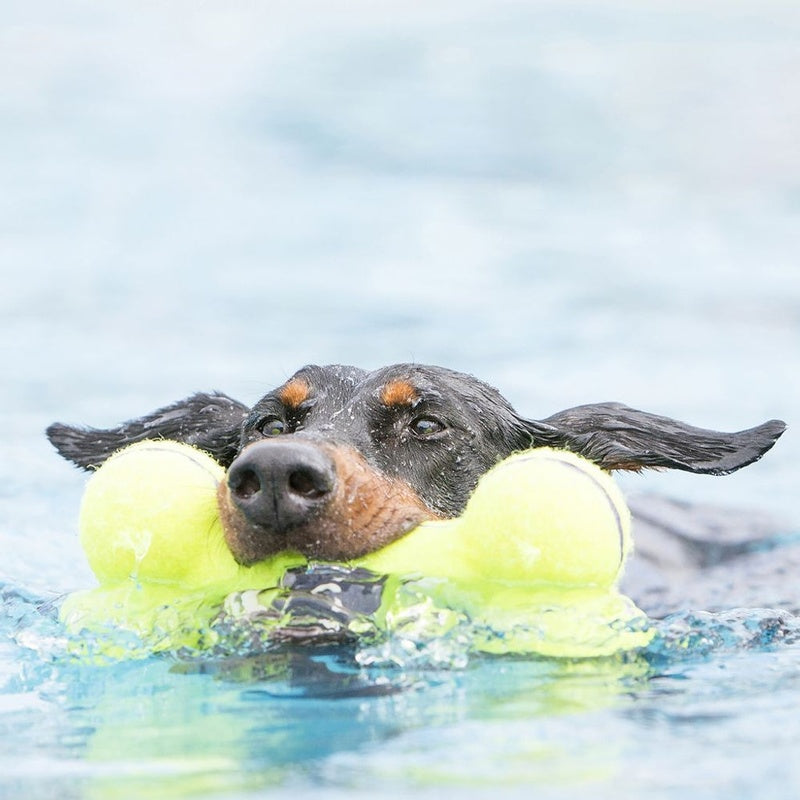 air squeaker bone