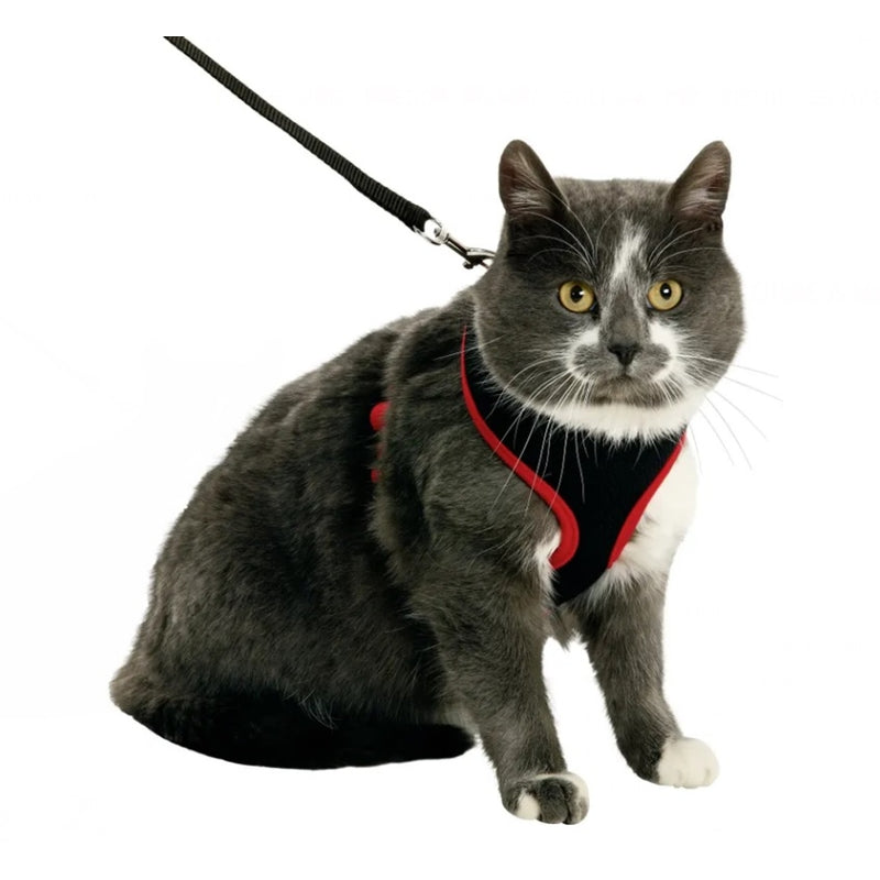 gato negro rojo