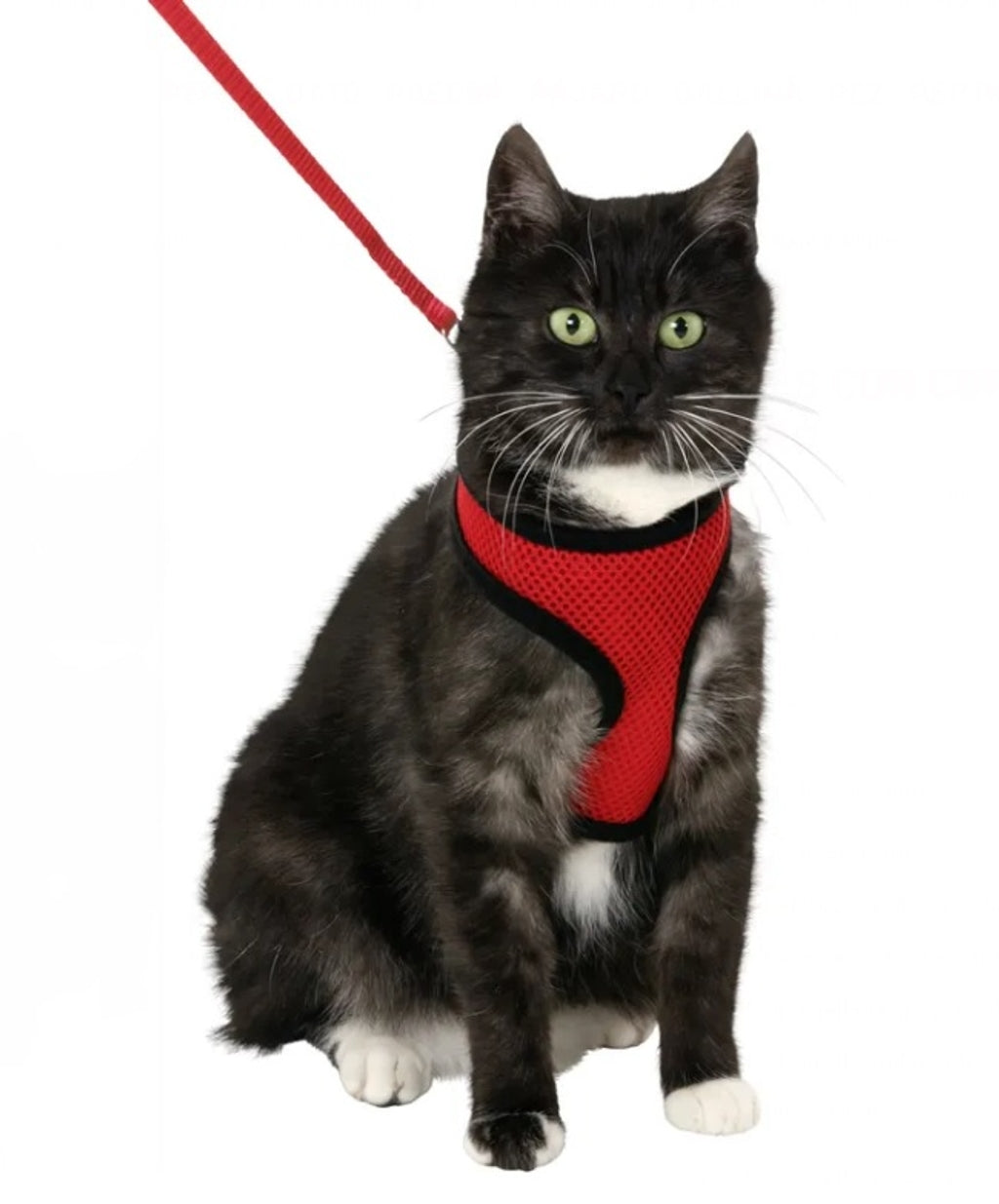 gato rojo negro