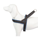 Freedog Shiva Sport Blau Marí