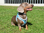 arnès x-trm neo blau