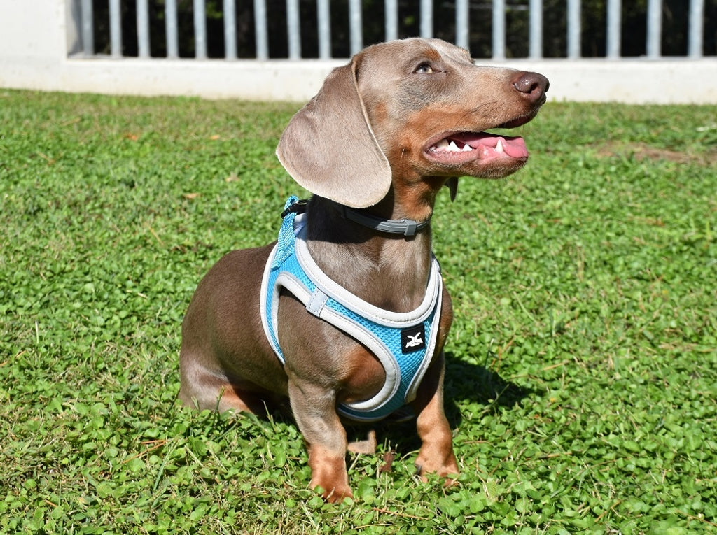 arnès x-trm neo blau