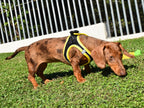 arnes x-trm neo negro