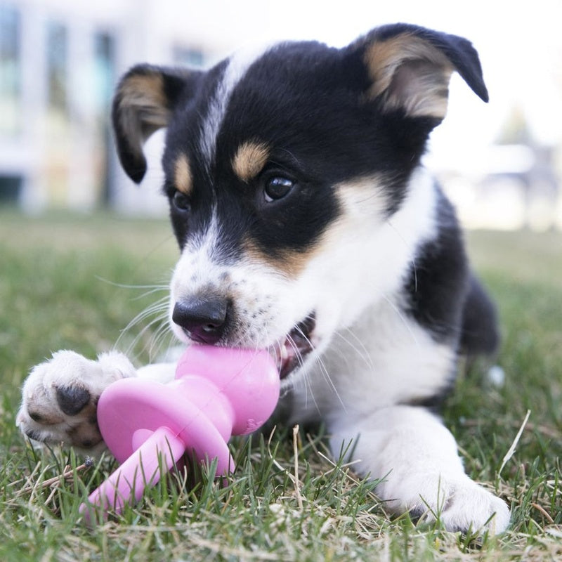 puppy binkie