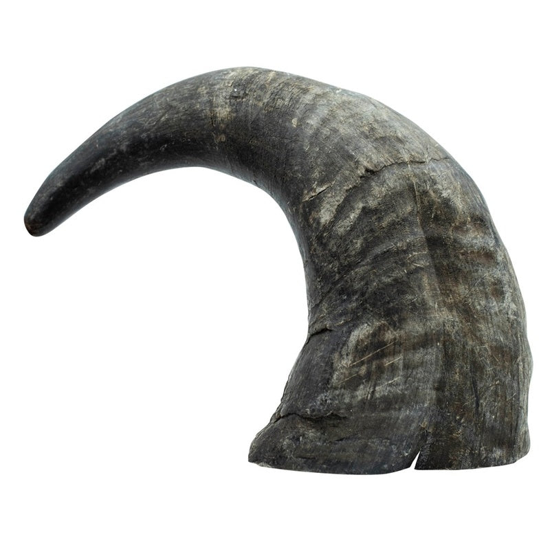 Cuerno de búfalo L 350 g