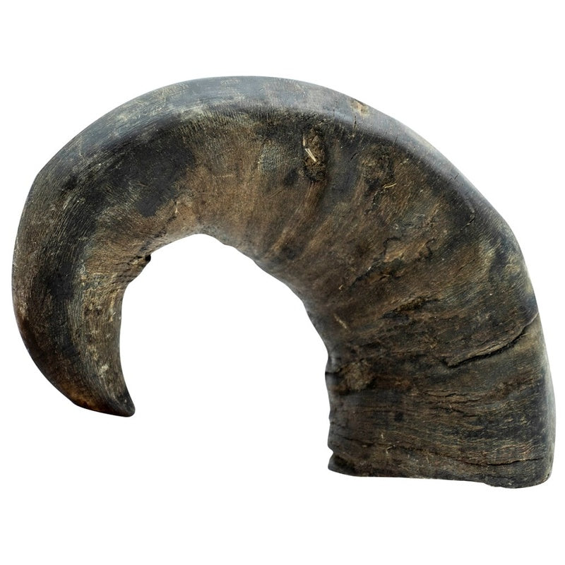 Cuerno de búfalo M 230 g