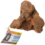 Raíz ECO masticable L (300-500gr)