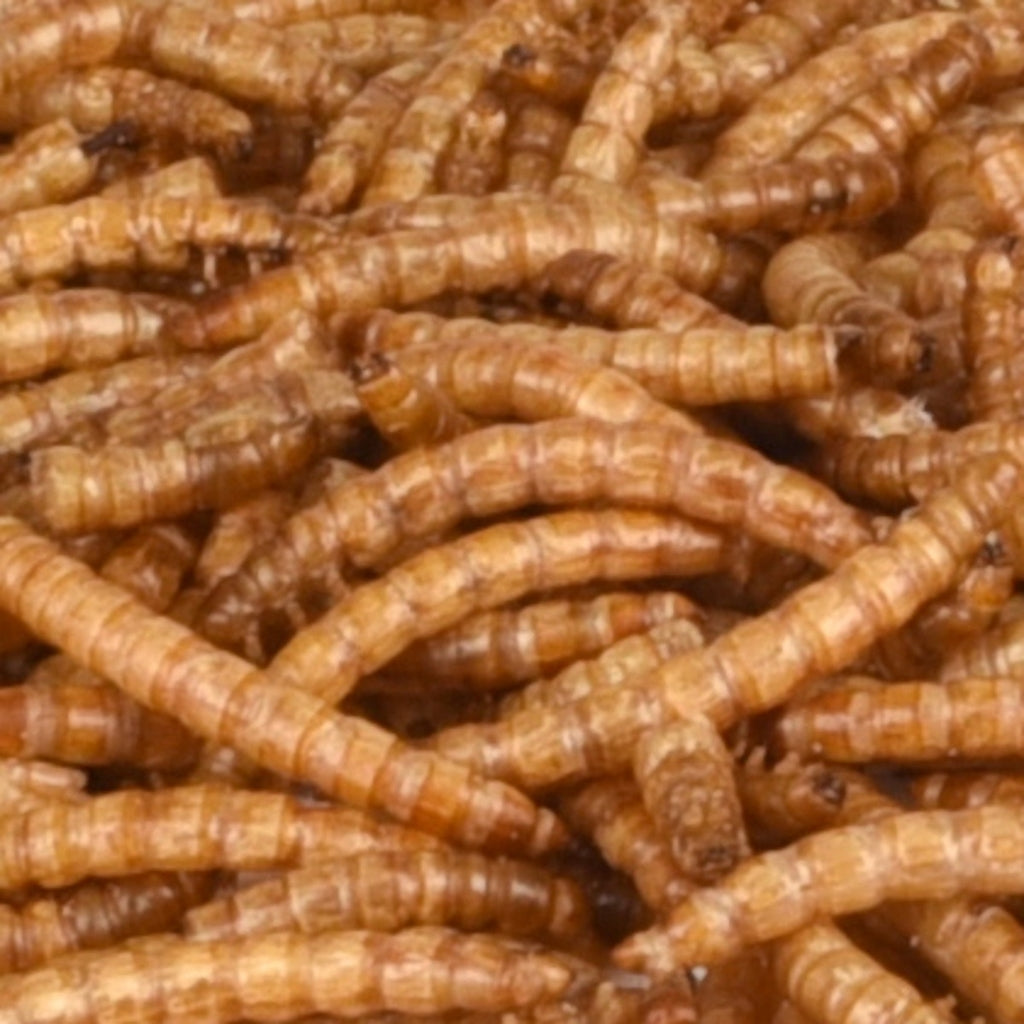 gusano de la farina sec 100 g