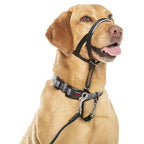 Collar Halti negre talla