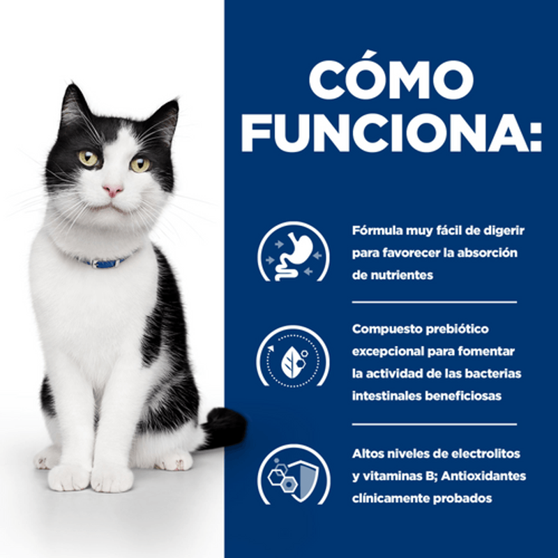 gato