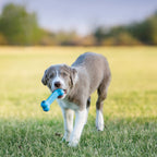 puppy goodie bone S