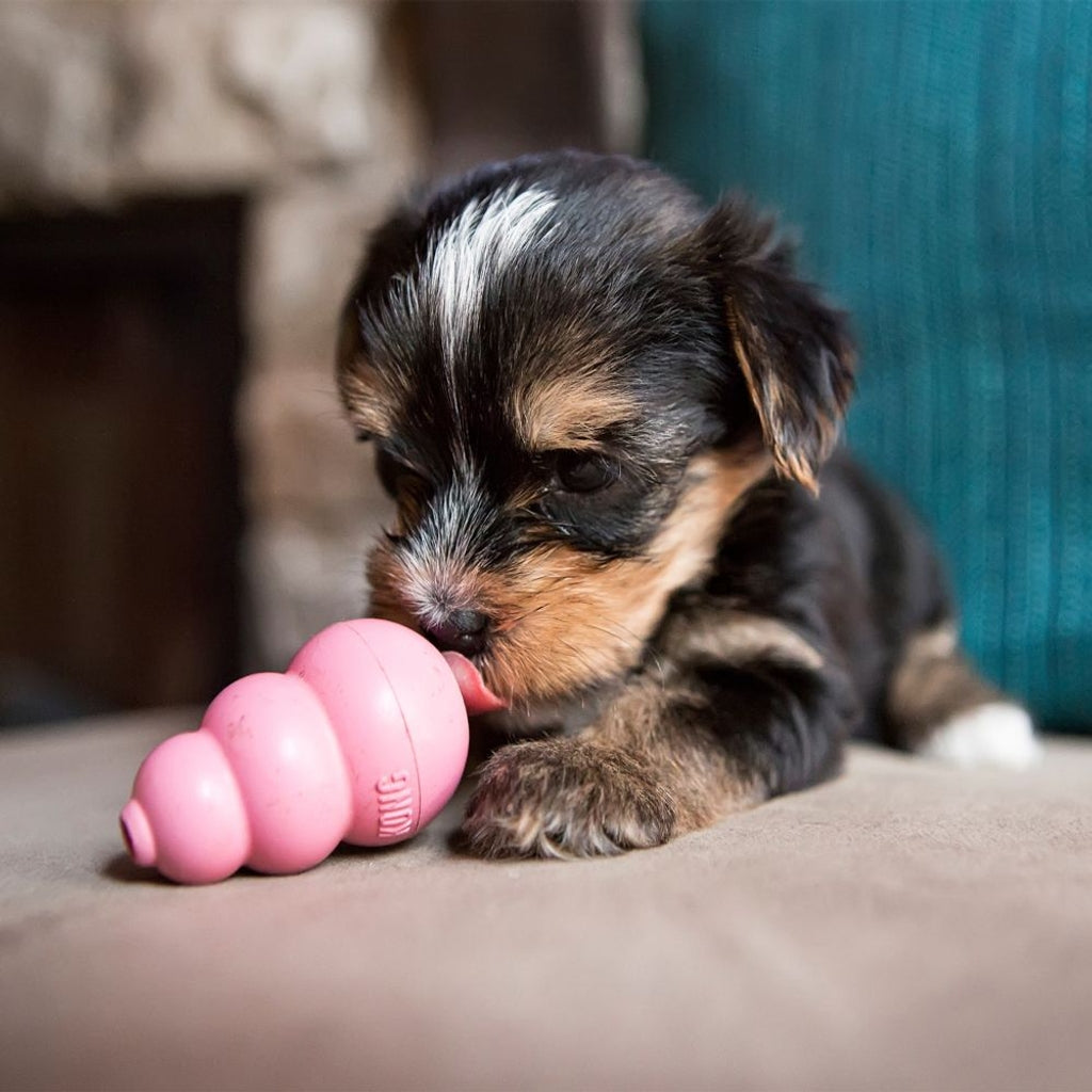 puppy