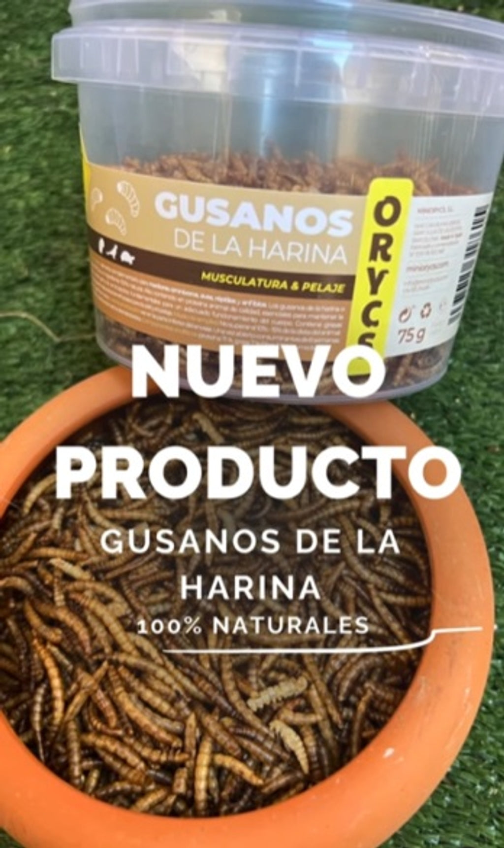 gusano de la farina 75 g Imatge principal del producte