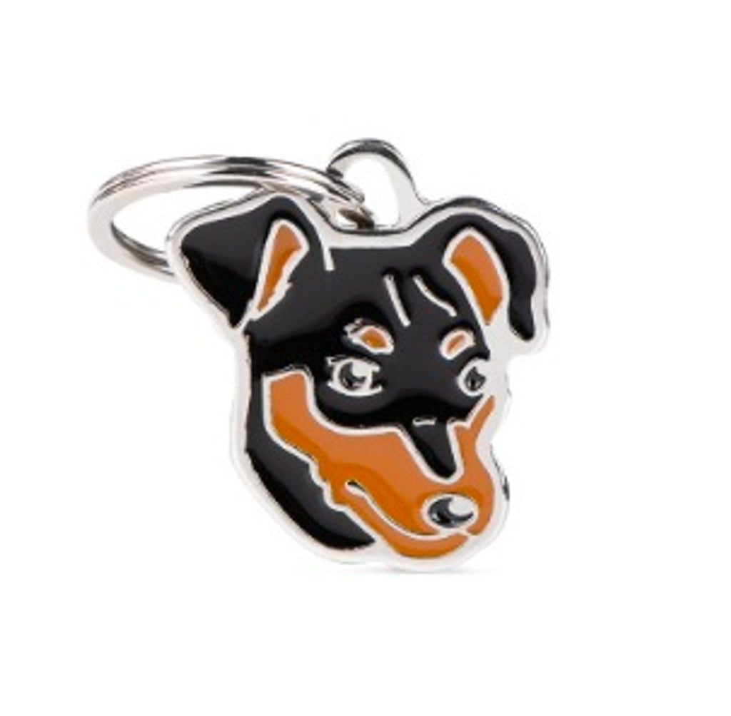 black pinscher Imagen principal del producto
