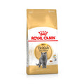 Royal Canin British Shorthair pinso per a gats