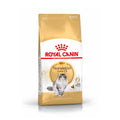 Royal Canin Norwegian Forest CAT pienso para gatos