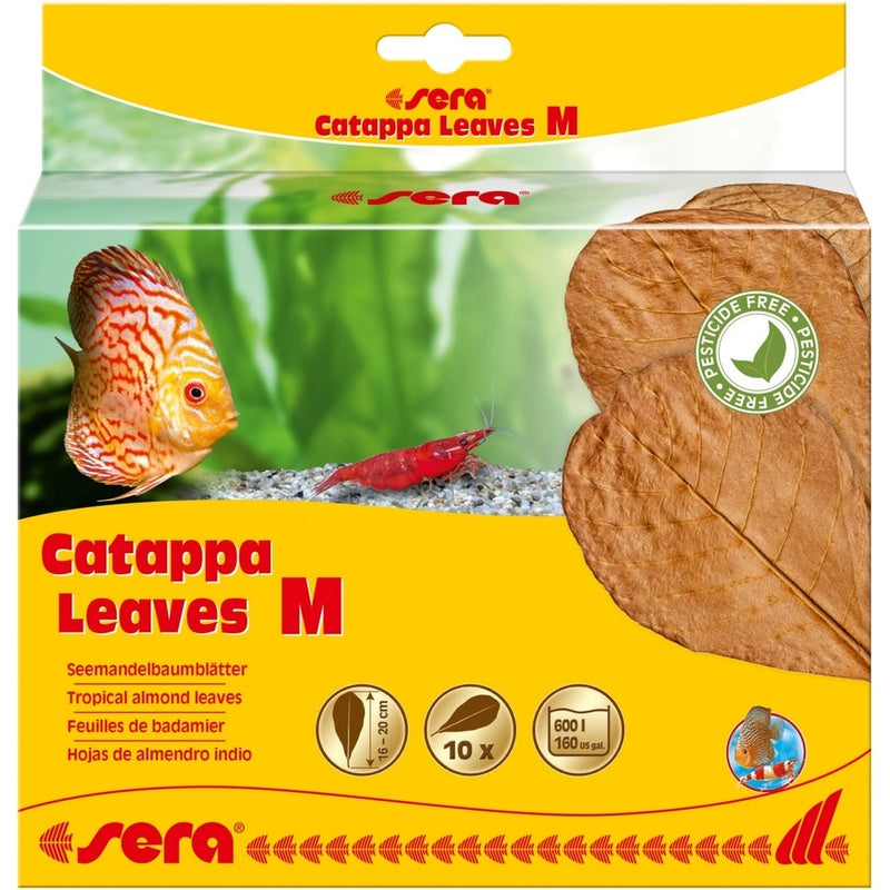 Catappa leaves 10 hojas d'almendro indio M (16-20