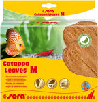 Catappa leaves 10 hojas d'almendro indio M (16-20