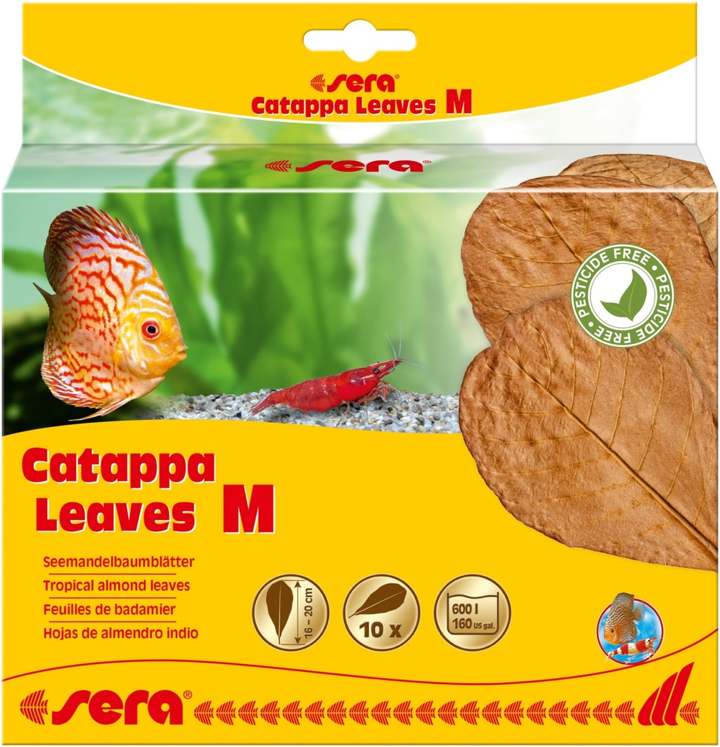 Catappa leaves 10 hojas d'almendro indio M (16-20