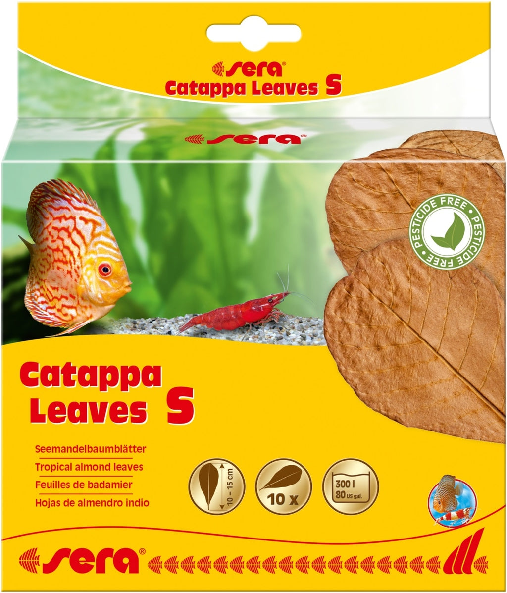 Catappa leaves 10 hojas d'almendro indio Imatge principal del producte