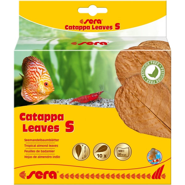 Catappa leaves 10 hojas d'almendro indio