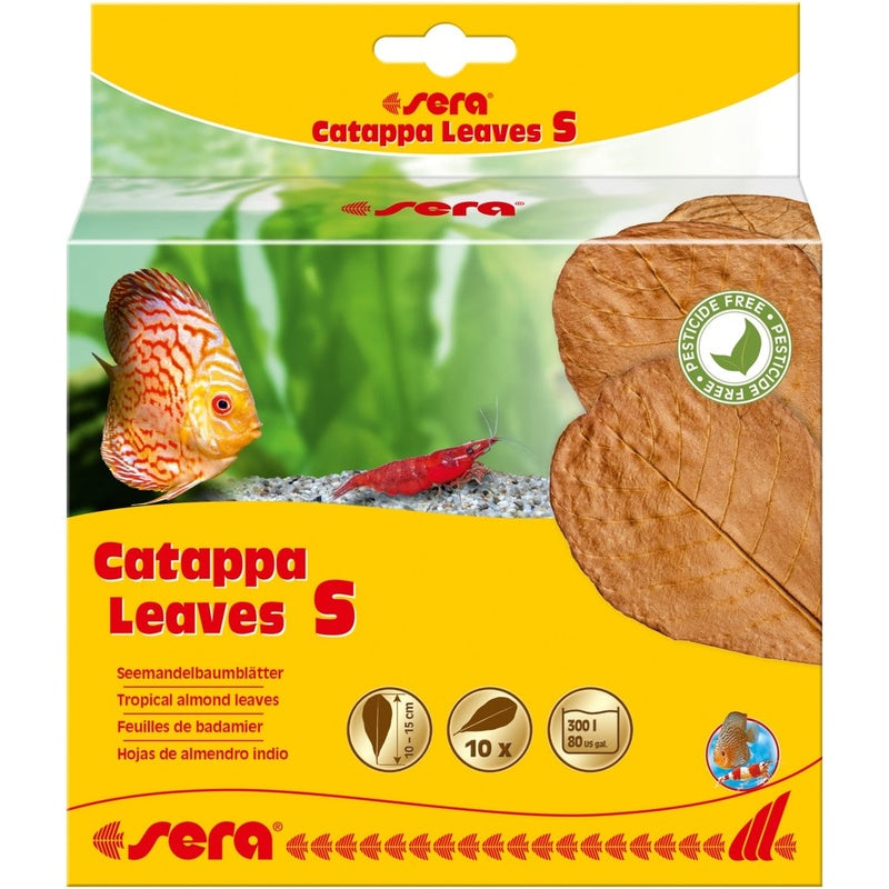 Catappa leaves 10 hojas d'almendro indio S (10-15